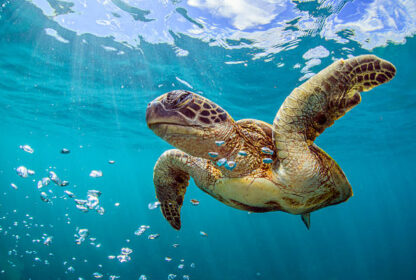 Exploring the Depths: Snorkeling in Nassau, Bahamas