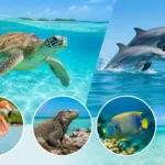 7 Best Wildlife Encounters in the Bahamas