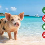 Exuma Pig Rules Every Visitor Should Follow